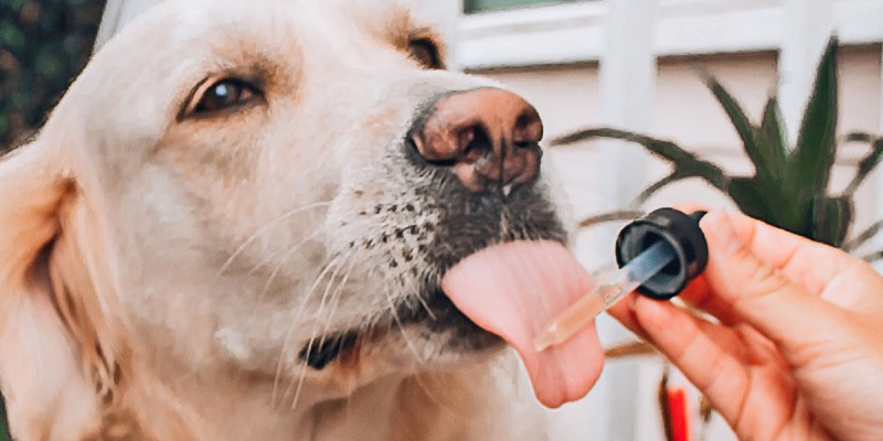 VetHealth - kapi pomažu kod alergija i epilepsije