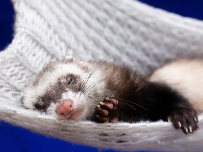 VetHealth for ferrets? Absolutely!