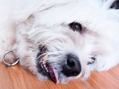 Epilepsy in dogs 