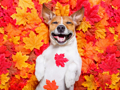 Fall allergies in dogs