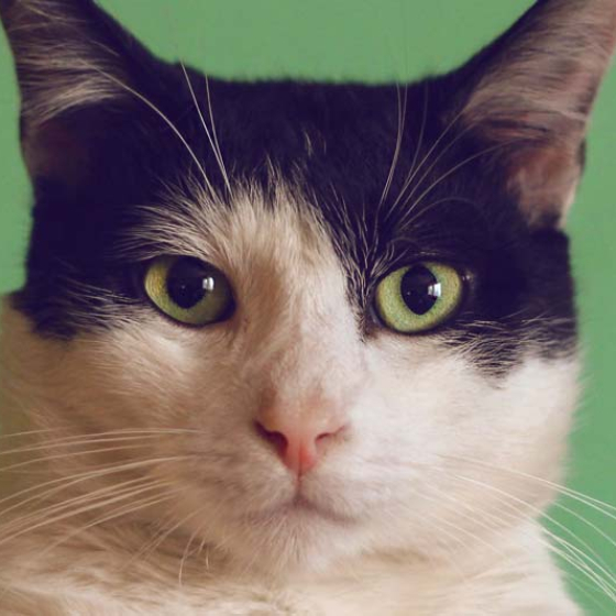 Mačja leukemija – VetHealth može pomoći!