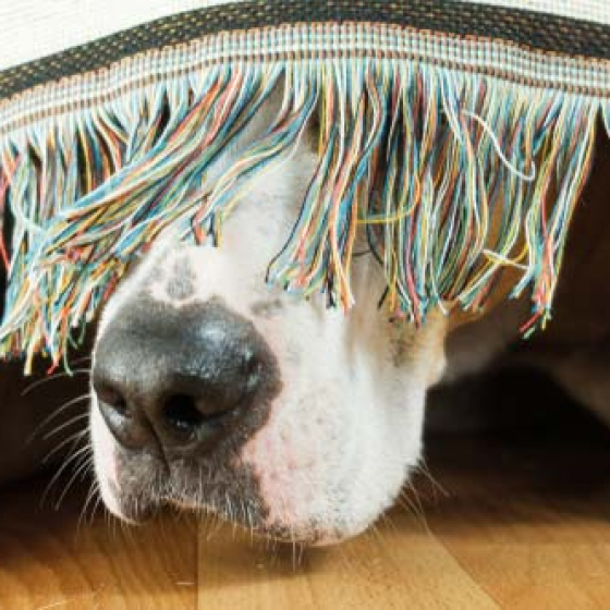 Može li VetHealth pomoći anksioznim ljubimcima?