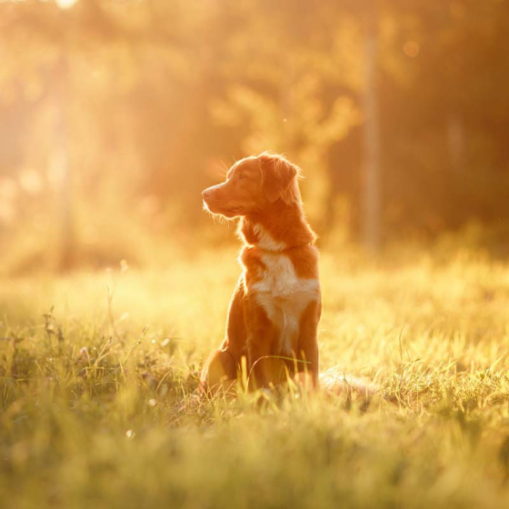 Miriše na proljeće!