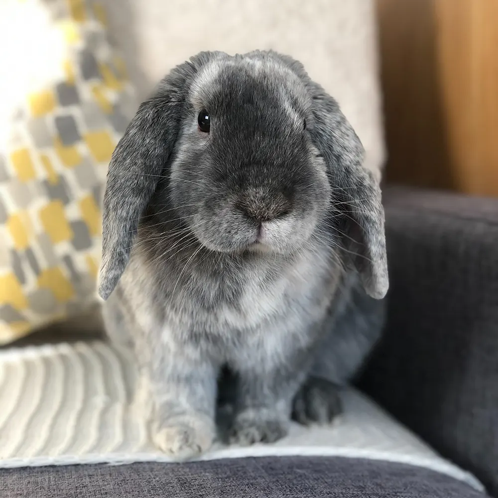 bunnies 5